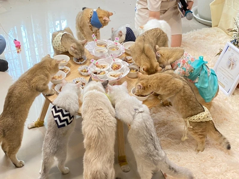 泰飼主給喵星人辦婚禮　請來貓賓客在貓酒店辦桌
