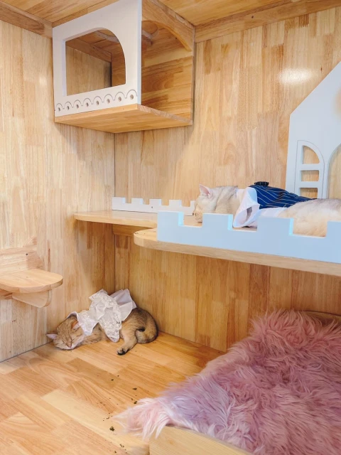 泰飼主給喵星人辦婚禮　請來貓賓客在貓酒店辦桌