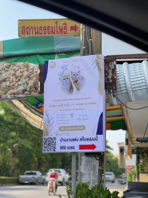 泰飼主給喵星人辦婚禮　請來貓賓客在貓酒店辦桌