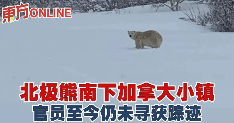 北極熊南下加拿大小鎮   官員至今仍未尋獲蹤跡