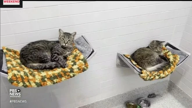 《迷失》發行商聯合慈善機構幫助現實流浪貓