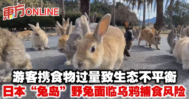 遊客攜食物過量致生態不平衡　日本「兔島」野兔面臨烏鴉捕食風險