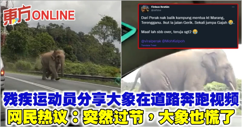 殘疾運動員分享大象在道路奔跑視頻　網民：突然過節，大象也慌了