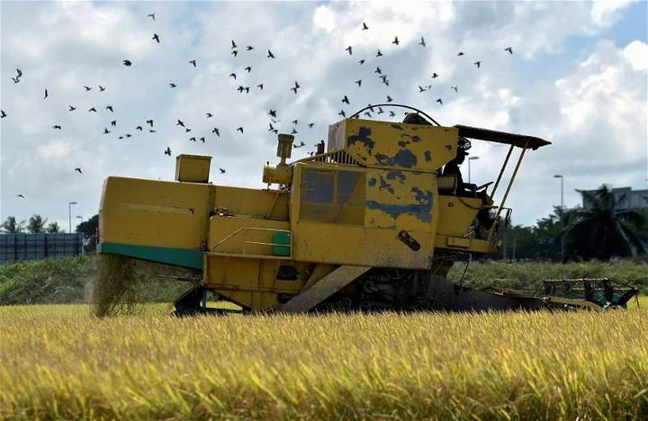 全面推廣適耕莊水稻種植　雪大臣：從沙白和瓜雪開始