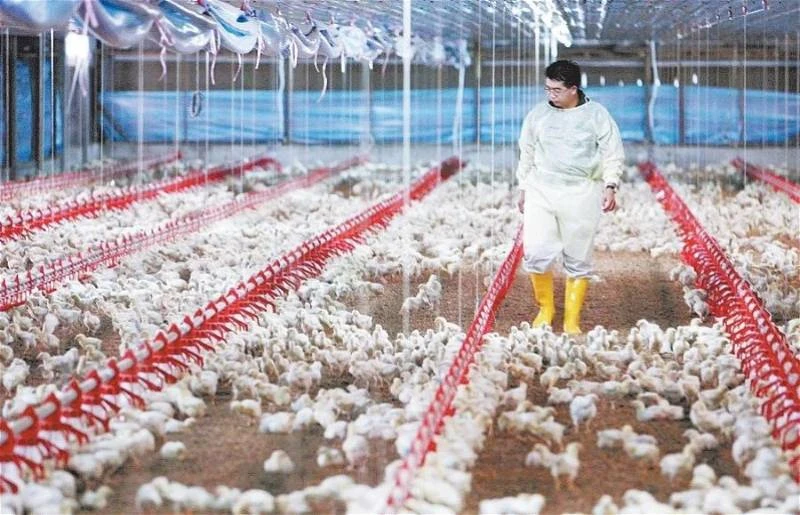 2月起水費調漲　專家：或對家禽業供應鏈造成影響