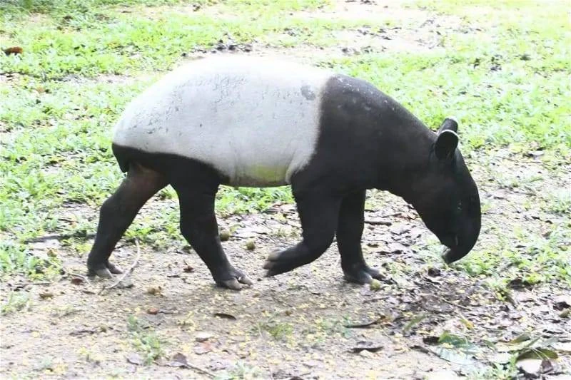馬來貘與熊貓異曲同工　中國專家：建議將兩種動物結對子