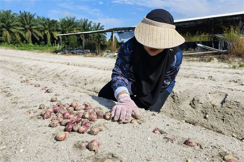 農長:降低紅蔥進口 大馬成功研發3品種