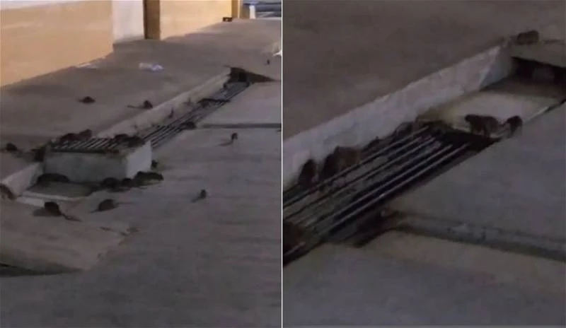 網瘋傳芙蓉大巴剎群鼠亂竄　市議員駁斥「那是舊視頻」