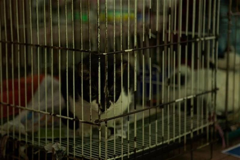 指摘茨廠街賣貓肉製造課題　網民質疑外國攝影師騙點擊率