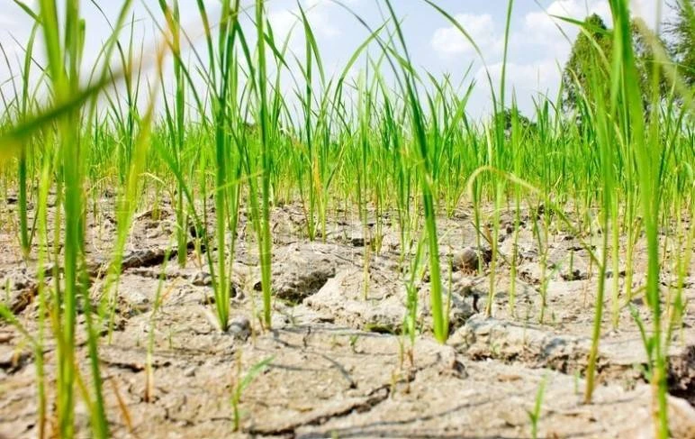 厄爾尼諾現象影響新季作物　稻農友好會：一些地區因缺水地裂