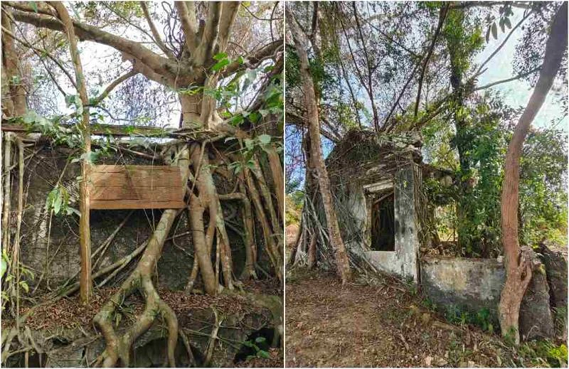 荒廢許久獲清理美化 林茂舊華人義山發現百年文物