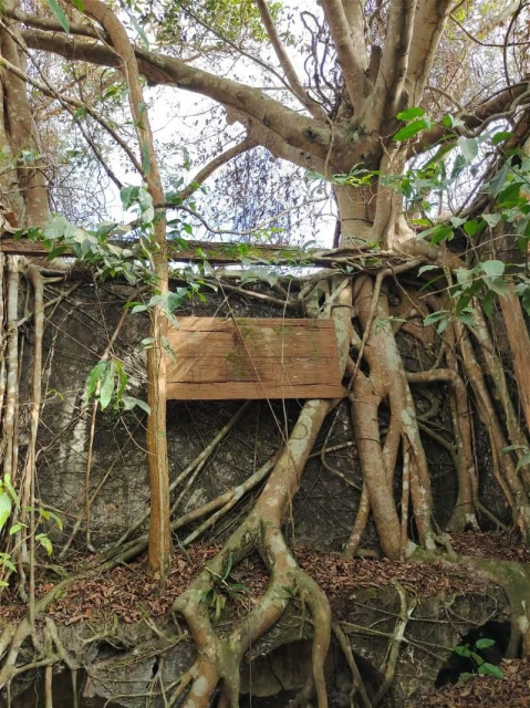 荒廢許久獲清理美化 林茂舊華人義山發現百年文物