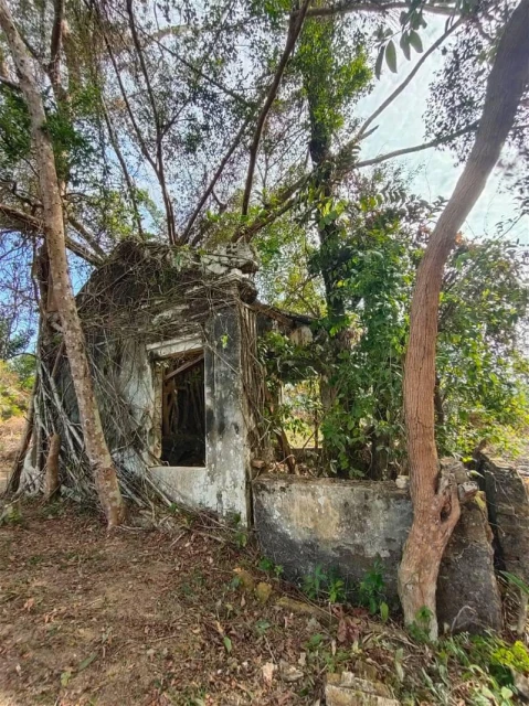 荒廢許久獲清理美化 林茂舊華人義山發現百年文物