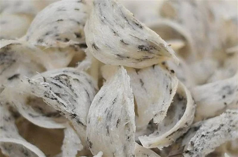 【獨家】SST上調至8%推高燕窩零售價　燕巢加工廠公會：國內銷量料下跌20%