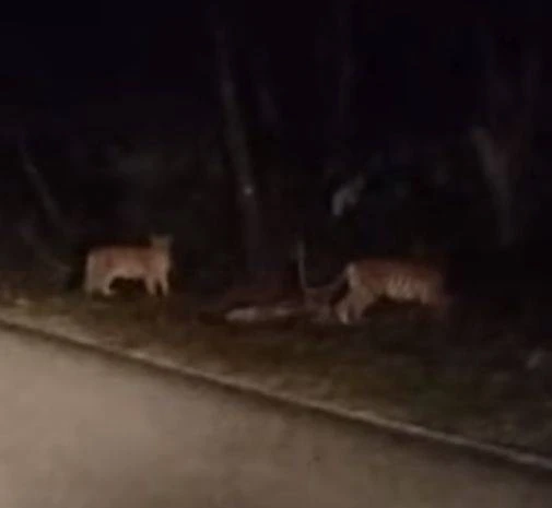 豐盛港園丘現虎跡 野生動物局:相信是一家三口