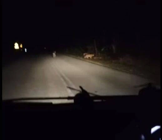 豐盛港園丘現虎跡 野生動物局:相信是一家三口