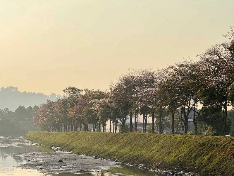 「大馬櫻花」風鈴木盛開 檳島共種植3047棵