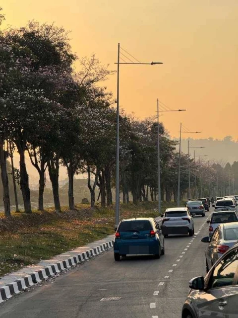 「大馬櫻花」風鈴木盛開 檳島共種植3047棵