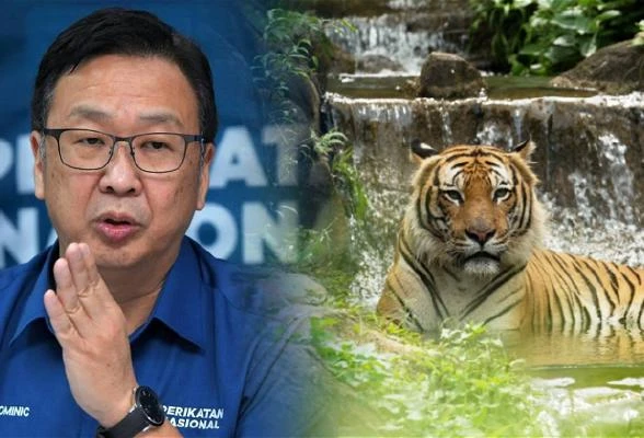 馬來亞虎生育率低過熊貓 劉華才:環境部做什麼?