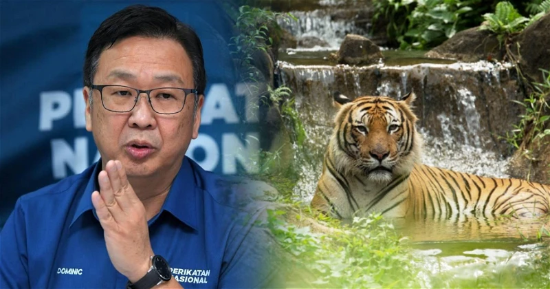 馬來亞虎生育率低過熊貓 劉華才:環境部做什麼?