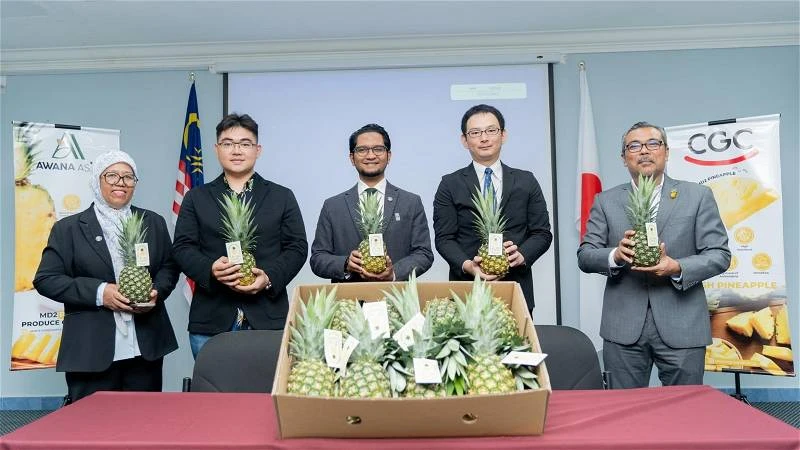 馬日企業聯手開拓MD2黃梨市場　料今年6月進軍日本銷售