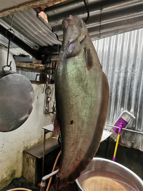 【入選全國十大幸福城市】享美食賞美景及考古　老饕最愛玲瓏西刀魚