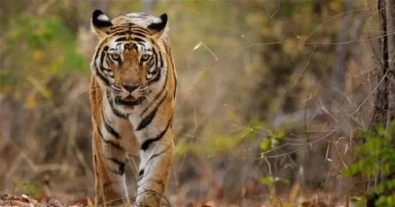 猛獸走出森林覓食　大規模伐木是禍首