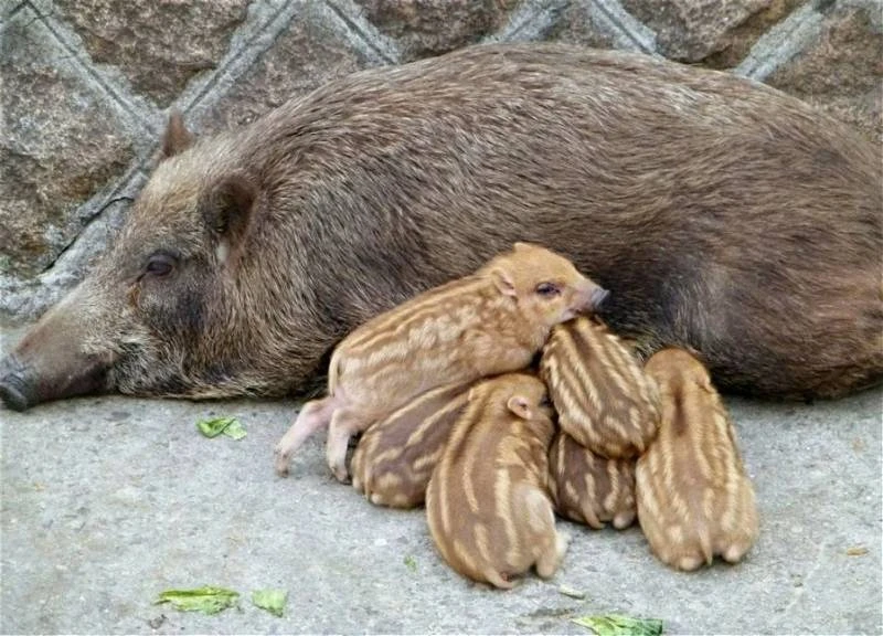 猛獸走出森林覓食　大規模伐木是禍首