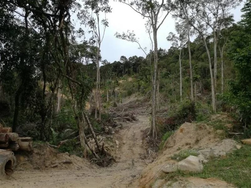 猛獸走出森林覓食　大規模伐木是禍首