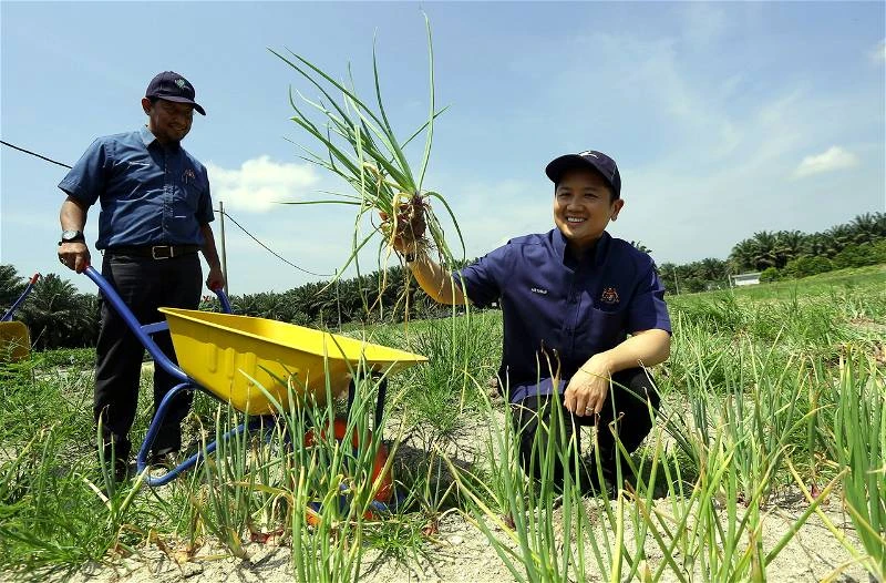 洋蔥種植試點計劃　首次收成2.3公噸