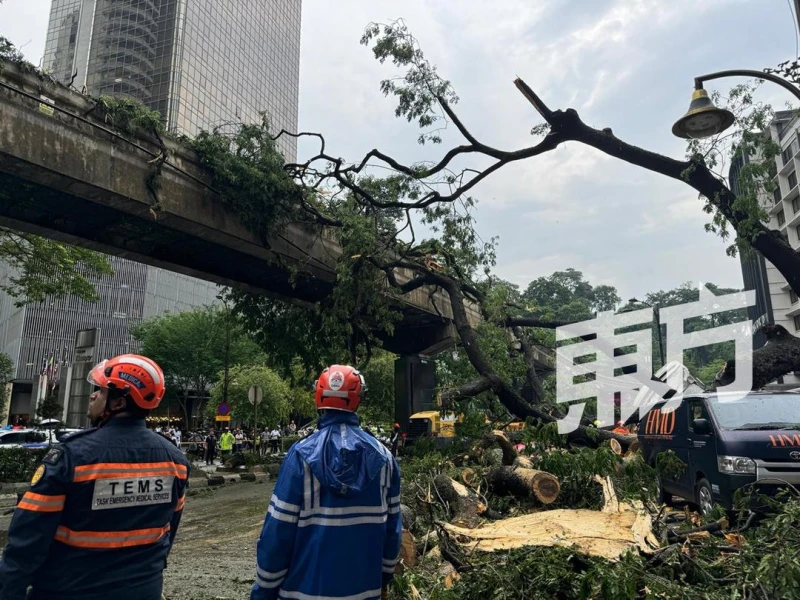大樹轟然倒下壓中軌道　單軌火車大部分車站服務暫停