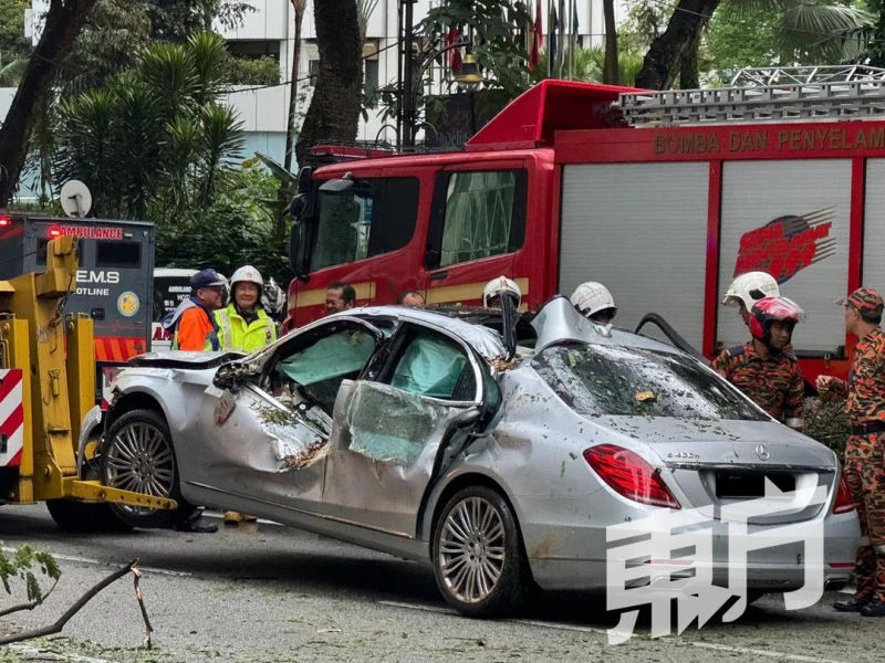 大樹轟然倒下壓中軌道　單軌火車大部分車站服務暫停