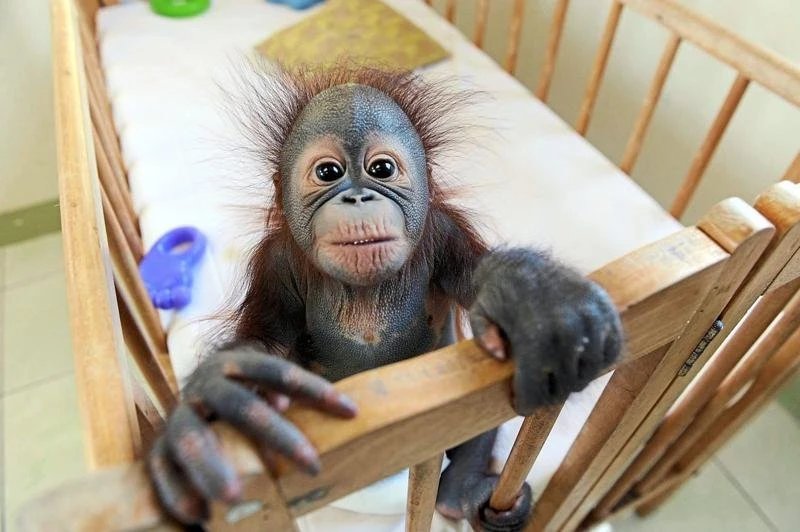 大馬擬推「人猿外交」推廣棕油　美保育教授狠批計劃「可憎」