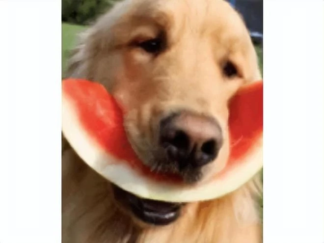 當年守望美女主播，人氣下滑選擇退隱，改行賣貓暴富一隻八千