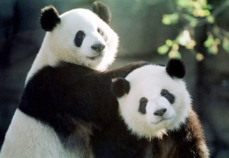 【聯訪】熊貓保護合作研究第10年　歐陽玉靖：中國歡迎大馬繼續合作