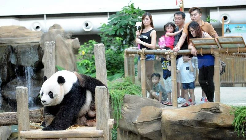 【聯訪】熊貓保護合作研究第10年　歐陽玉靖：中國歡迎大馬繼續合作