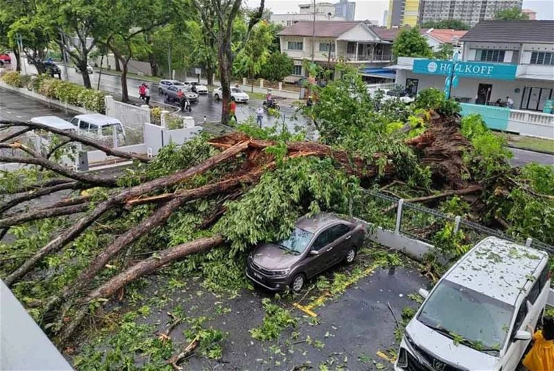 專家:大馬可效仿獅城樹木維護策略