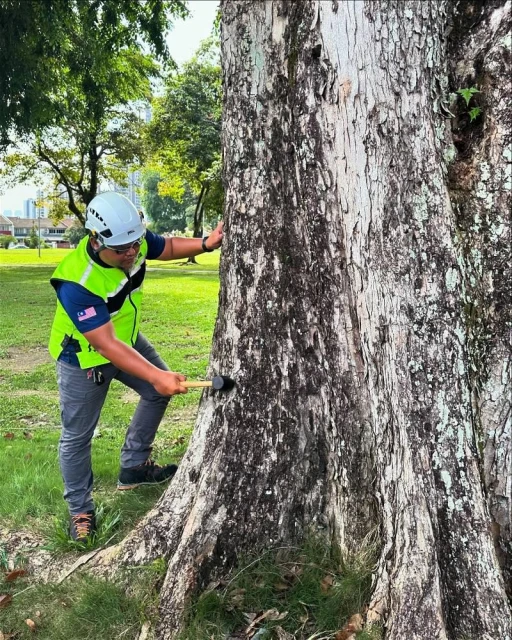 【獨家】樹倒造成人心慌慌 專家提4建議避免事故重演