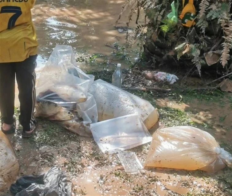 逾百條金龍魚被居民打撈烹煮　莫哈末法力促居民物歸原主