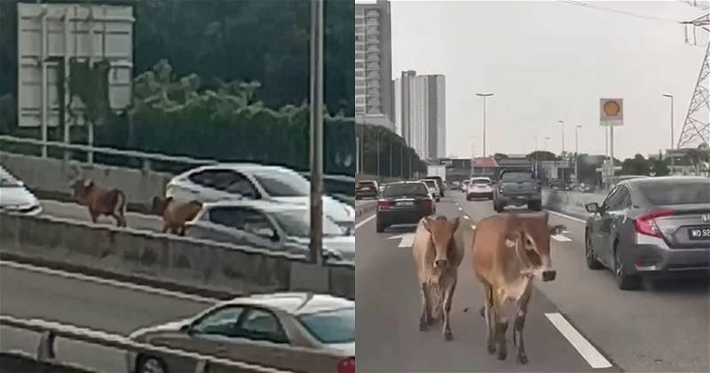 疑屠宰前掙脫繩索逃命　兩隻牛白蒲大道上亂竄