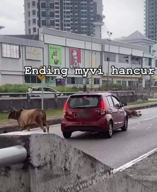 疑屠宰前掙脫繩索逃命　兩隻牛白蒲大道上亂竄