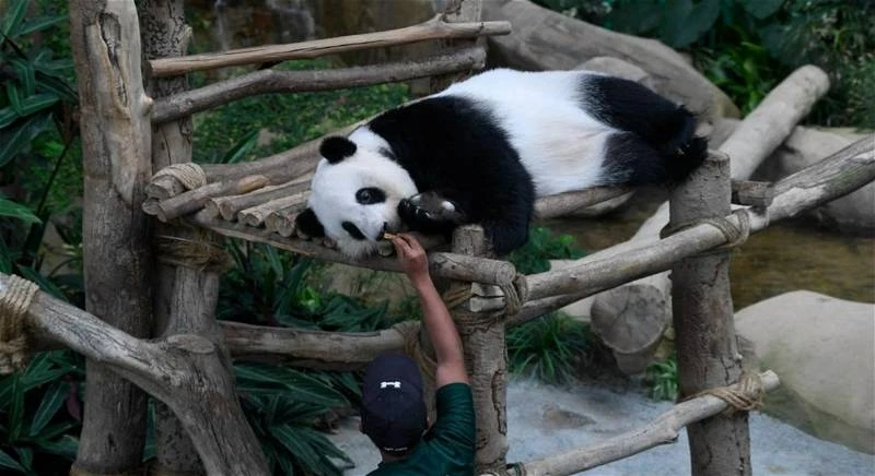 將展開新一輪大熊貓保護合作研究　大馬延長對中國免簽至2026年底