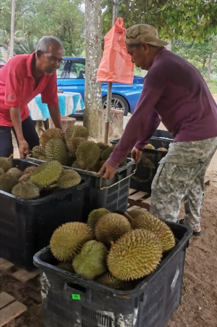 盼甘榜榴槤鮮果能出口中國　果農：不想成滄海遺珠