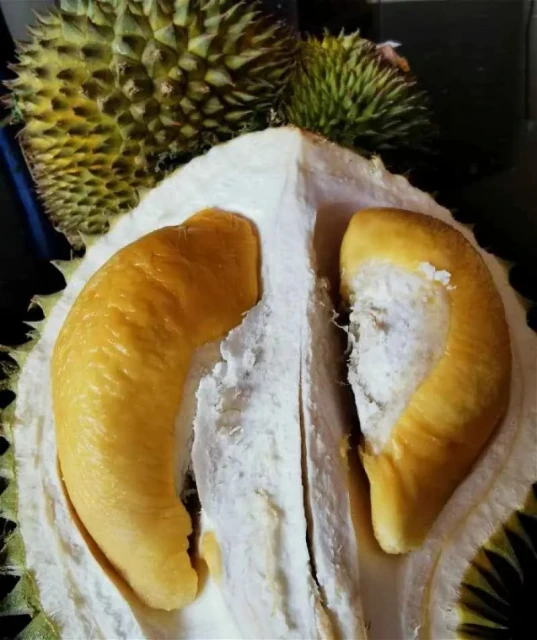 盼甘榜榴槤鮮果能出口中國　果農：不想成滄海遺珠