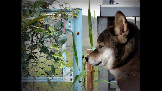 恐怖遊戲《翌日》與實況主合作 紀念逝去的愛犬