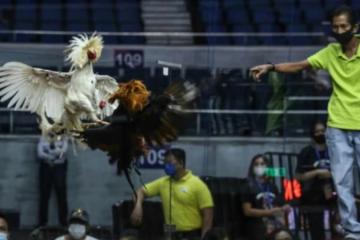 杜特爾特立場突轉  矢言喊禁網絡鬥雞賭博