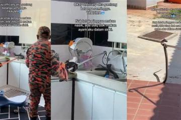 以為丈夫買了鰻魚放水槽　女子驚見眼鏡蛇在吃雞！