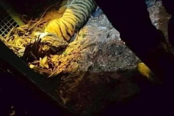 在烏魯近打區再出沒　老虎被捉了