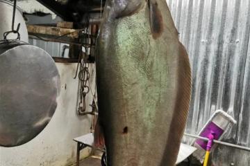 【入選全國十大幸福城市】享美食賞美景及考古　老饕最愛玲瓏西刀魚