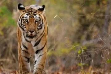 猛獸走出森林覓食　大規模伐木是禍首